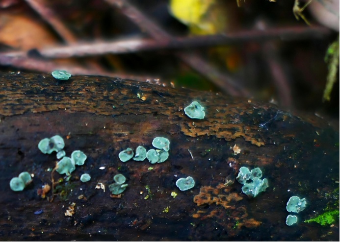 艺术“菌”上新！云南发现四个真菌新种