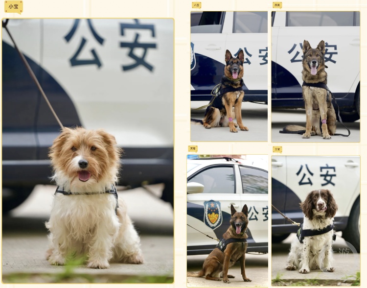 免费领养5只退役警犬上万人申请？淮安警方：暂未统计，估计有几百上千人
