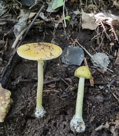 别吃!确诊2例,十分凶险,尚无特效药 别吃!确诊2例,十分凶险,尚无特效药