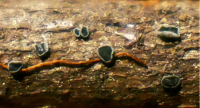 艺术“菌”上新！云南发现四个真菌新种