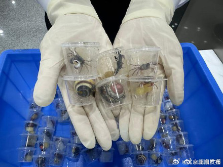 北京海关一季度截获外来物种同比增长55.4% 北京海关一季度截获外来物种同比增长55.4%