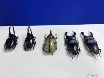 北京海关一季度截获外来物种同比增长55.4% 北京海关一季度截获外来物种同比增长55.4%