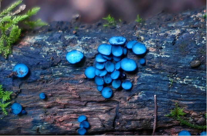 艺术“菌”上新！云南发现四个真菌新种