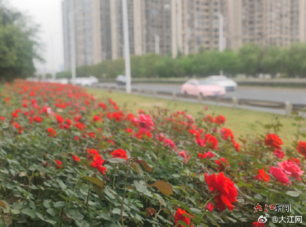 春花绽放绘美景 南昌即将迎来月季盛花期