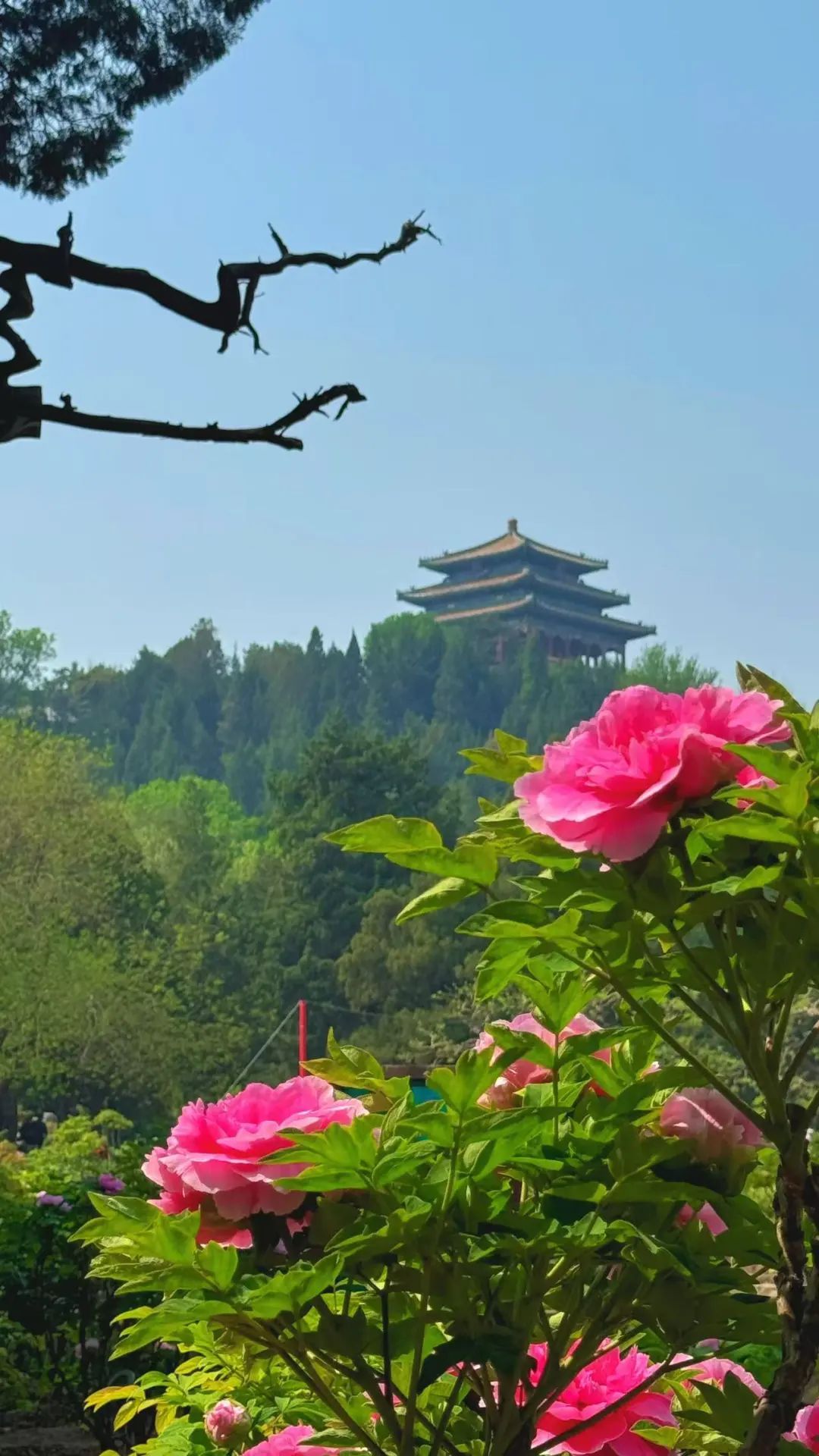 打卡《国色芳华》同款牡丹！景山2万余株牡丹盛宴来了