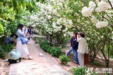 尝一口大自然的棉花糖 我国首个荚蒾属植物专类园迎观赏佳期 尝一口大自然的棉花糖 我国首个荚蒾属植物专类园迎观赏佳期