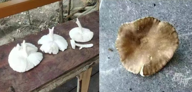 一地发病1例，死亡1例！紧急提醒：千万别吃