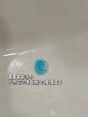 把酵母和牙膏当宠物养？网友：果然老祖宗有智慧……