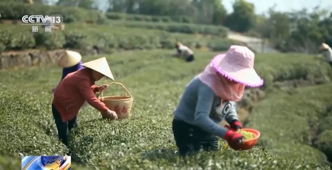 喝茶会肾结石、钙流失？如何健康饮茶