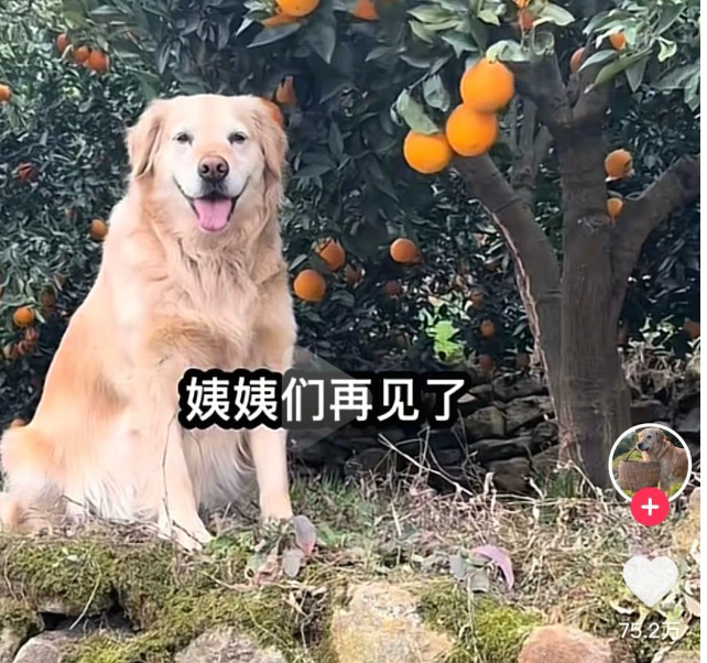 小狗“毛毛”离世！网友：再也买不到毛毛果了