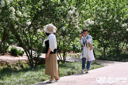 尝一口大自然的棉花糖 我国首个荚蒾属植物专类园迎观赏佳期 尝一口大自然的棉花糖 我国首个荚蒾属植物专类园迎观赏佳期