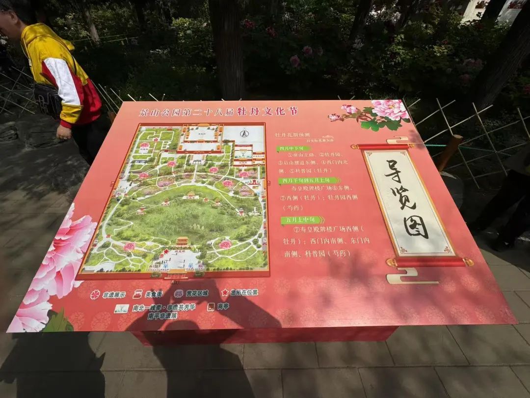 打卡《国色芳华》同款牡丹！景山2万余株牡丹盛宴来了