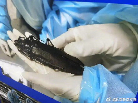 北京海关一季度截获外来物种同比增长55.4% 北京海关一季度截获外来物种同比增长55.4%