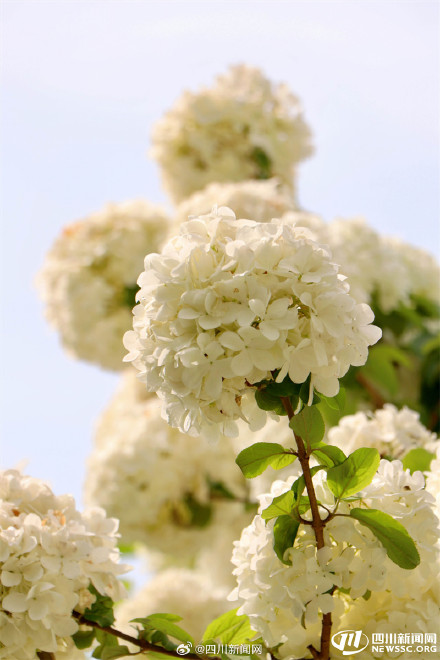 尝一口大自然的棉花糖 我国首个荚蒾属植物专类园迎观赏佳期 尝一口大自然的棉花糖 我国首个荚蒾属植物专类园迎观赏佳期