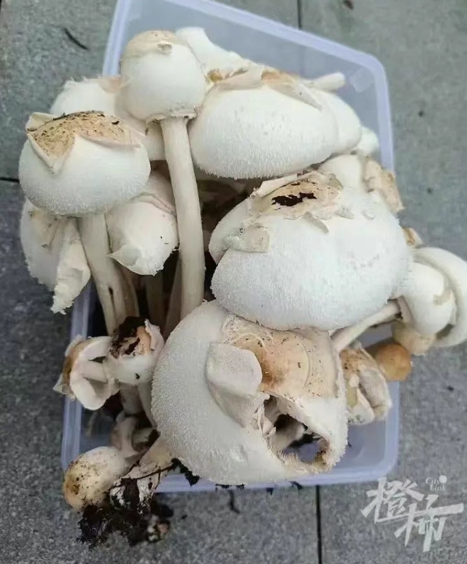 一地发病1例，死亡1例！紧急提醒：千万别吃