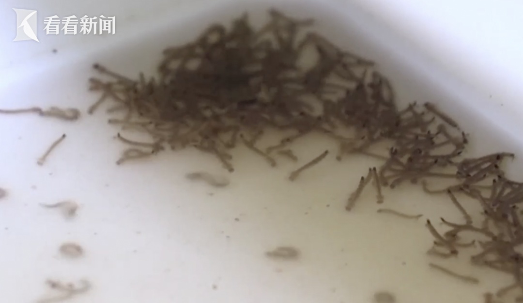 已致32死 传染性强死亡率高 一国宣布进入紧急状态 已致32死 传染性强死亡率高 一国宣布进入紧急状态