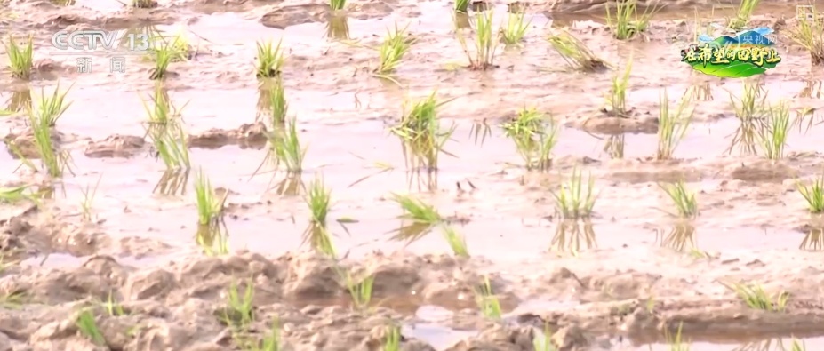 数字赋能春耕沃野生机勃勃 一幅幅“科技春耕图”在广袤田野铺展开 数字赋能春耕沃野生机勃勃 一幅幅“科技春耕图”在广袤田野铺展开