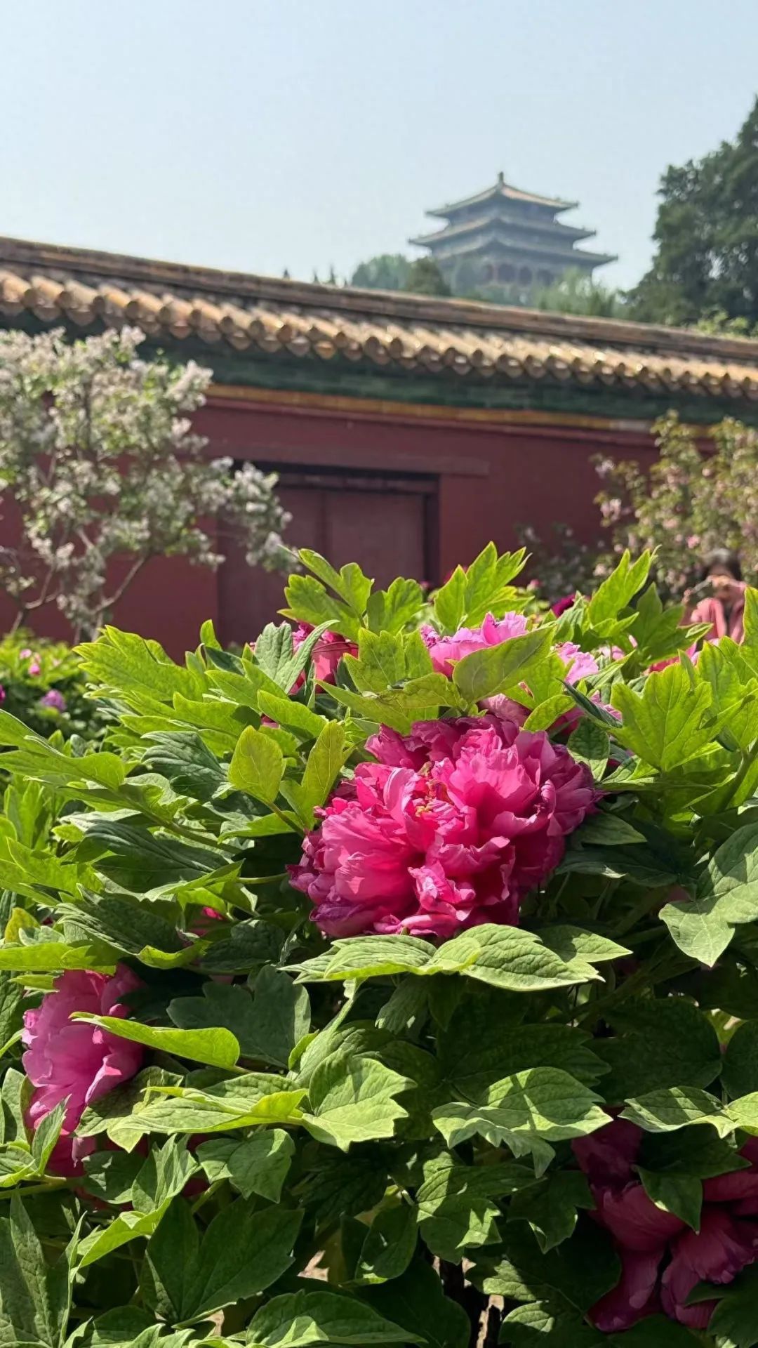 打卡《国色芳华》同款牡丹！景山2万余株牡丹盛宴来了