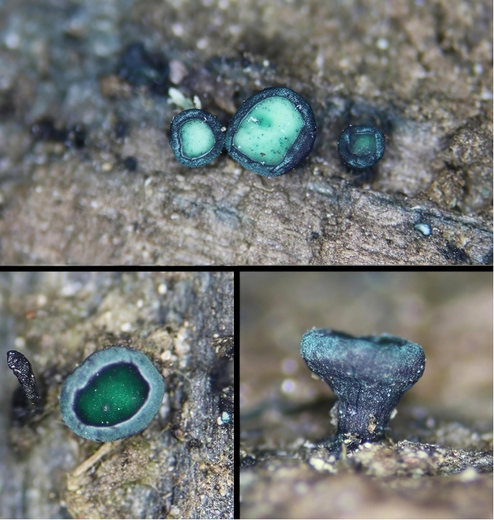 艺术“菌”上新！云南发现四个真菌新种