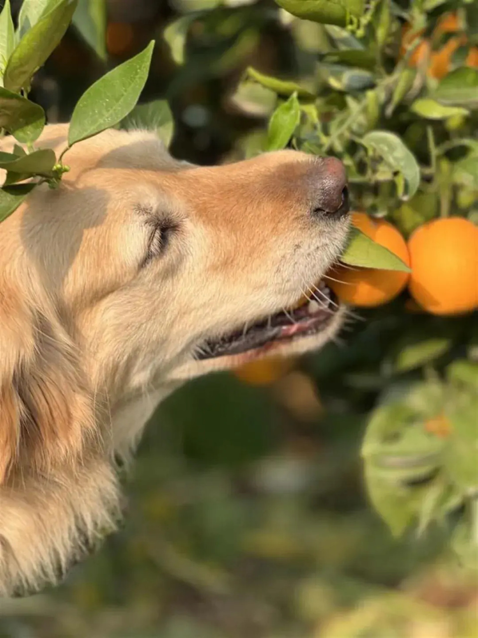 “毛毛果”已缺货!摘橙子的网红小狗“毛毛”突发心脏病离世 “毛毛果”已缺货!摘橙子的网红小狗“毛毛”突发心脏病离世