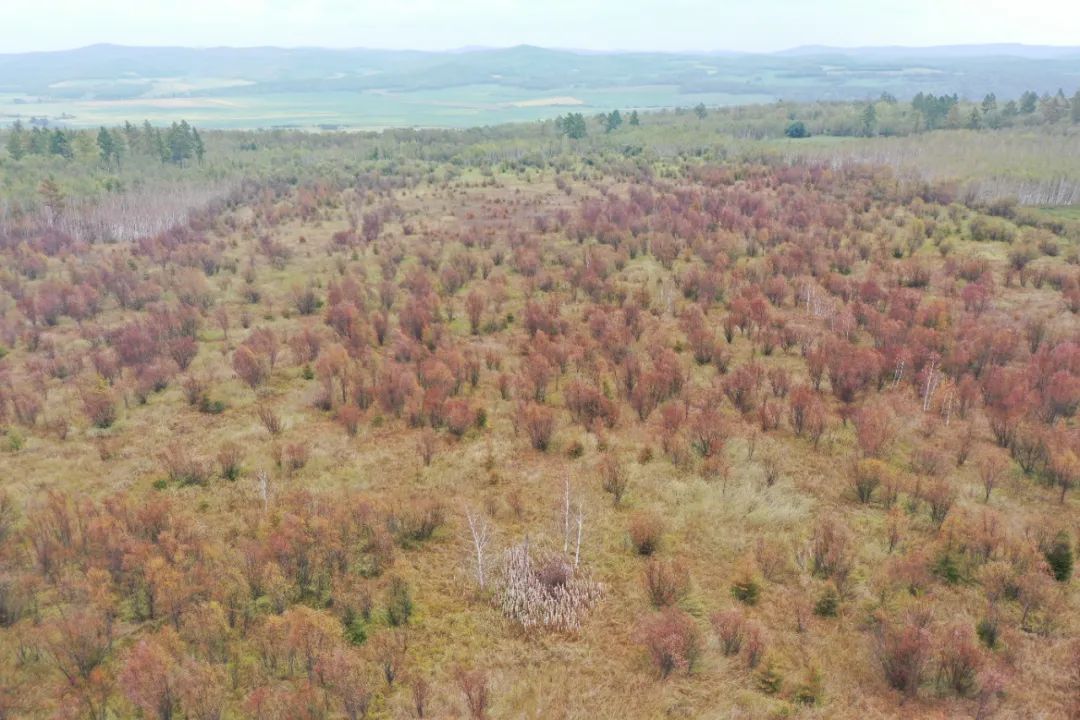 破坏耕地、毁林毁草典型问题突出 多地被通报