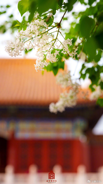 收藏！故宫春花图中式意境拉满
