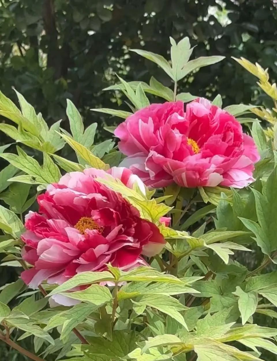 打卡《国色芳华》同款牡丹！景山2万余株牡丹盛宴来了