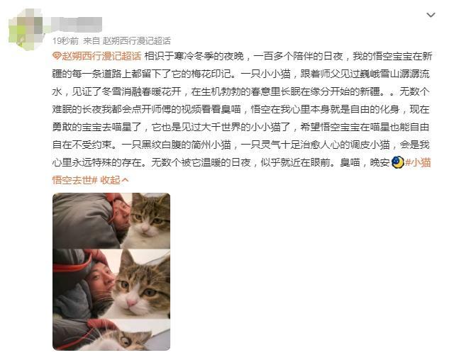 网红小猫“悟空”因车祸去世，网友：爱和离别都是小猫想要教给你的