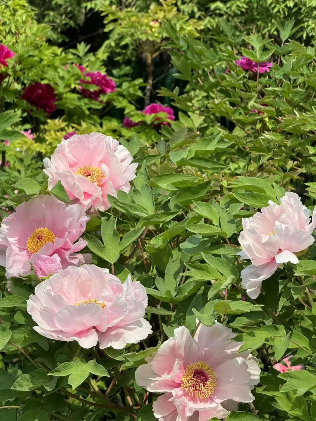 打卡《国色芳华》同款牡丹！景山2万余株牡丹盛宴来了