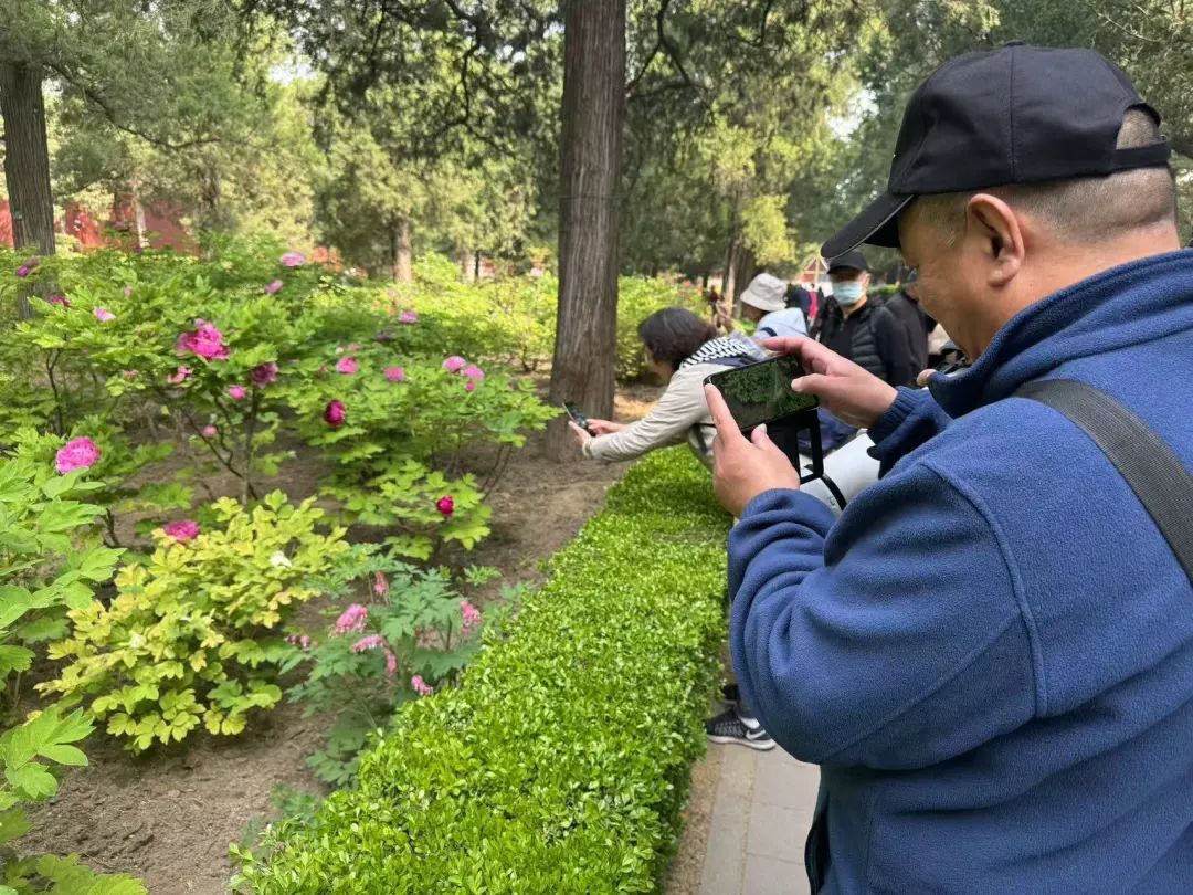 打卡《国色芳华》同款牡丹！景山2万余株牡丹盛宴来了