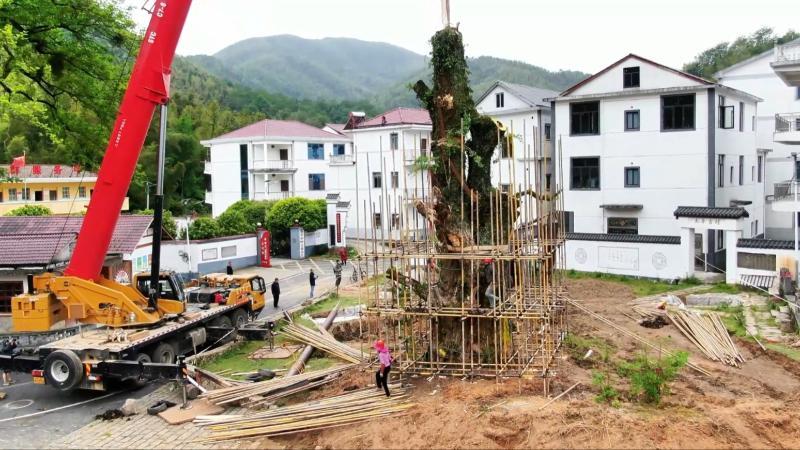 江西南昌：千年银杏树倒伏 全力抢救进行时