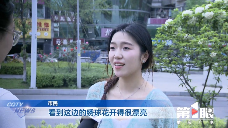 重庆街头的木绣球为何“出圈”？欠全国人民的解释来了