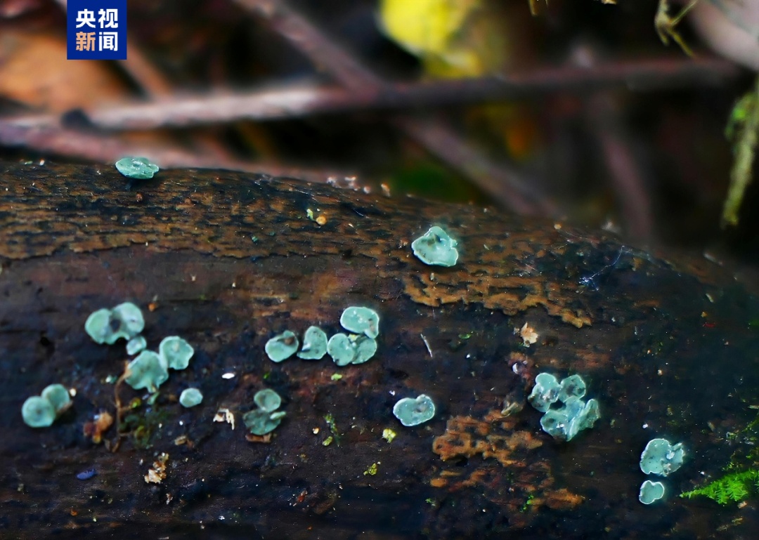 云南发现4个野生菌新物种!网友:可以吃吗? 云南发现4个野生菌新物种!网友:可以吃吗?