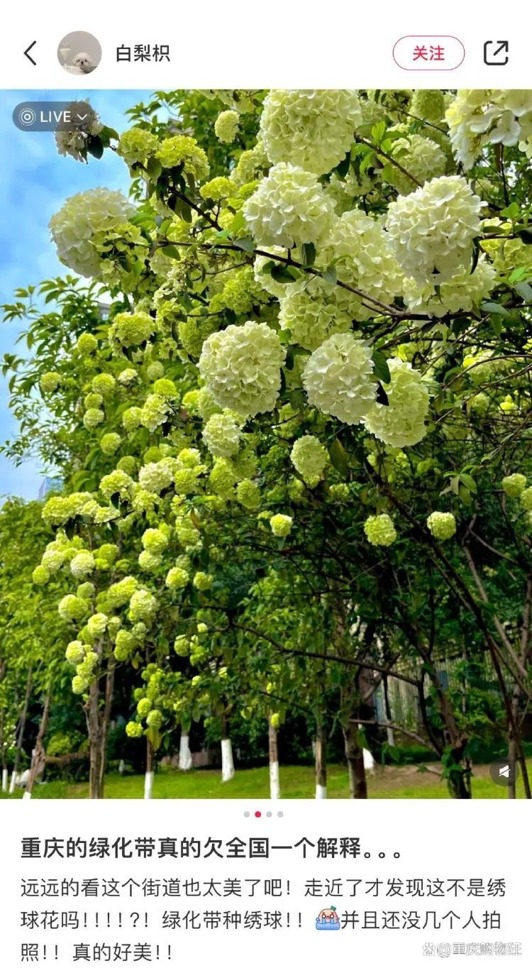 重庆街头的木绣球为何“出圈”？欠全国人民的解释来了