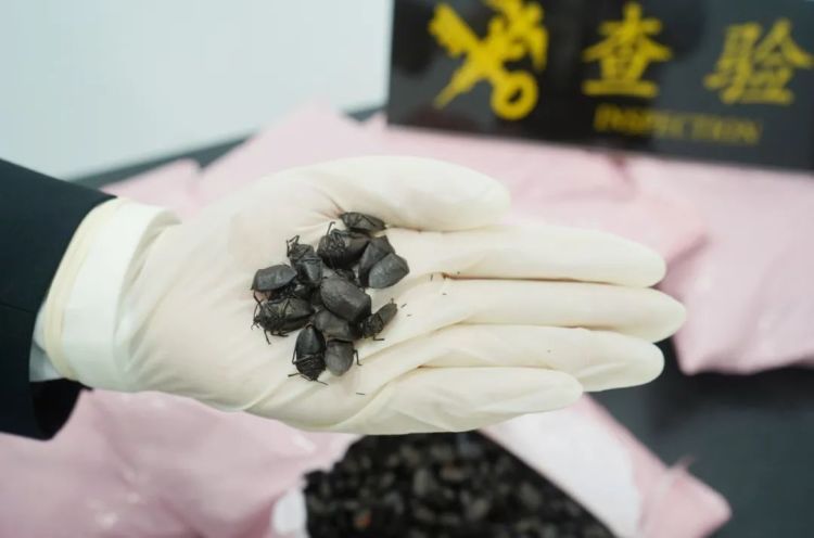 奇臭无比!拱北海关截获5.7千克干制九香虫 奇臭无比!拱北海关截获5.7千克干制九香虫