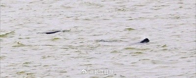 武汉江豚湾半个月出现20多头江豚