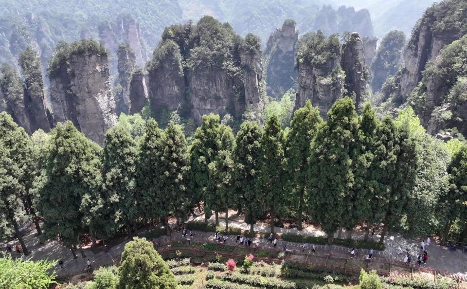 湖南张家界：春意盎然，旅游升温