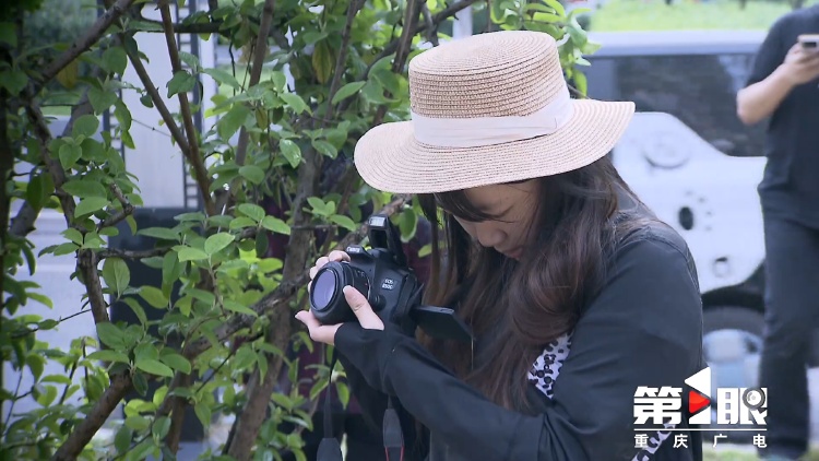 重庆街头的木绣球为何“出圈”？欠全国人民的解释来了