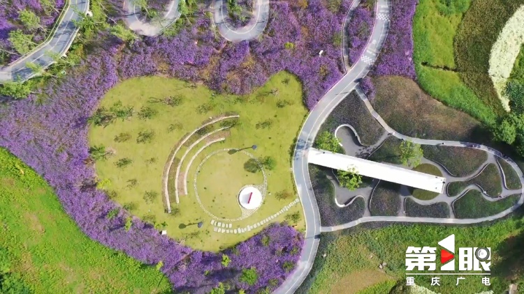 重庆街头的木绣球为何“出圈”？欠全国人民的解释来了