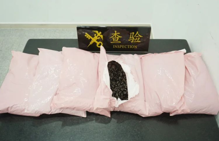 奇臭无比!拱北海关截获5.7千克干制九香虫 奇臭无比!拱北海关截获5.7千克干制九香虫