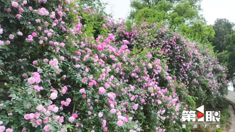 重庆街头的木绣球为何“出圈”？欠全国人民的解释来了