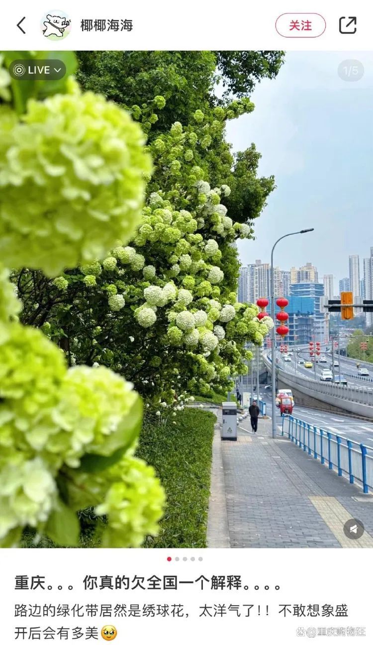 重庆街头的木绣球为何“出圈”？欠全国人民的解释来了