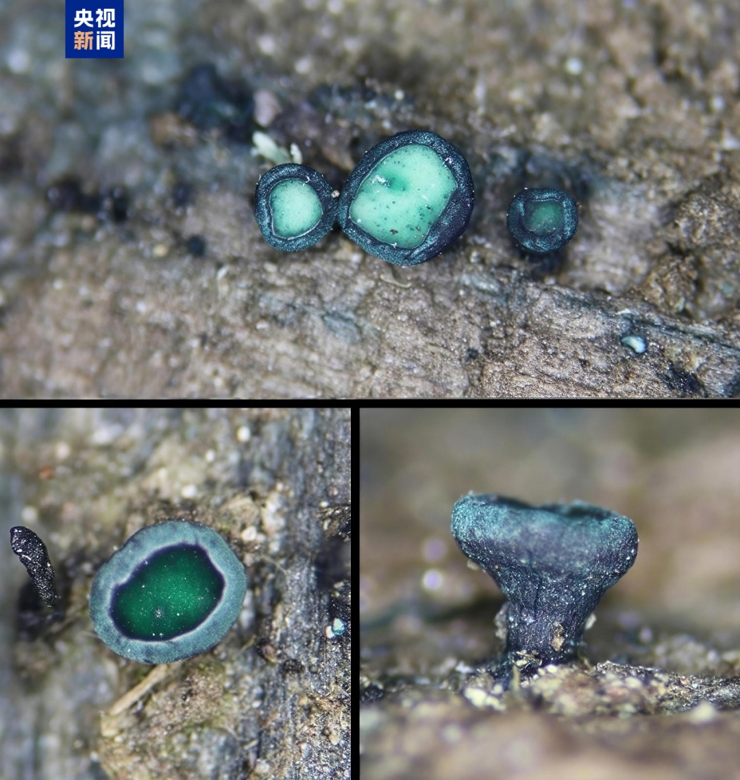 云南发现4个野生菌新物种!网友:可以吃吗? 云南发现4个野生菌新物种!网友:可以吃吗?