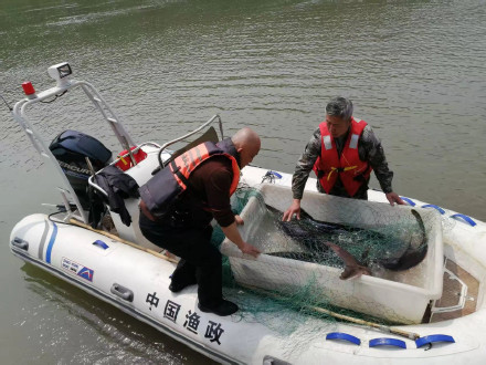 赤水河长江鲟自然繁殖试验取得成功