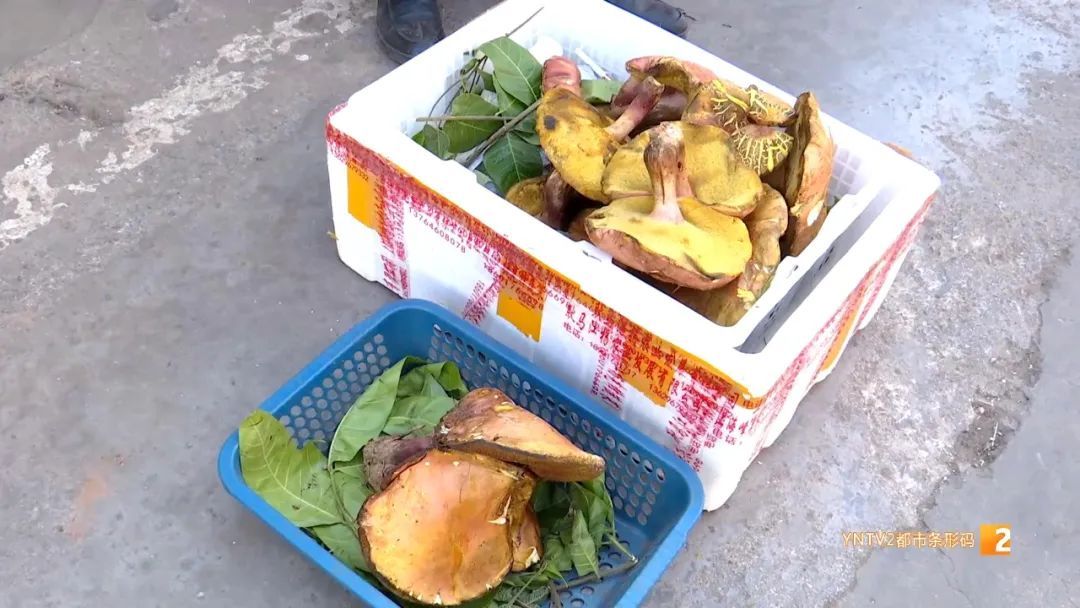 全网最刺激的头水云南菌子上线了！价格1000＋起步，敢不敢下嘴？