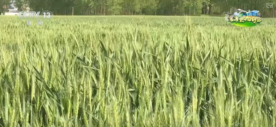 “科技+服务”助力“慧”好“春耕图” 科技显身手夯实丰收基础 “科技+服务”助力“慧”好“春耕图” 科技显身手夯实丰收基础