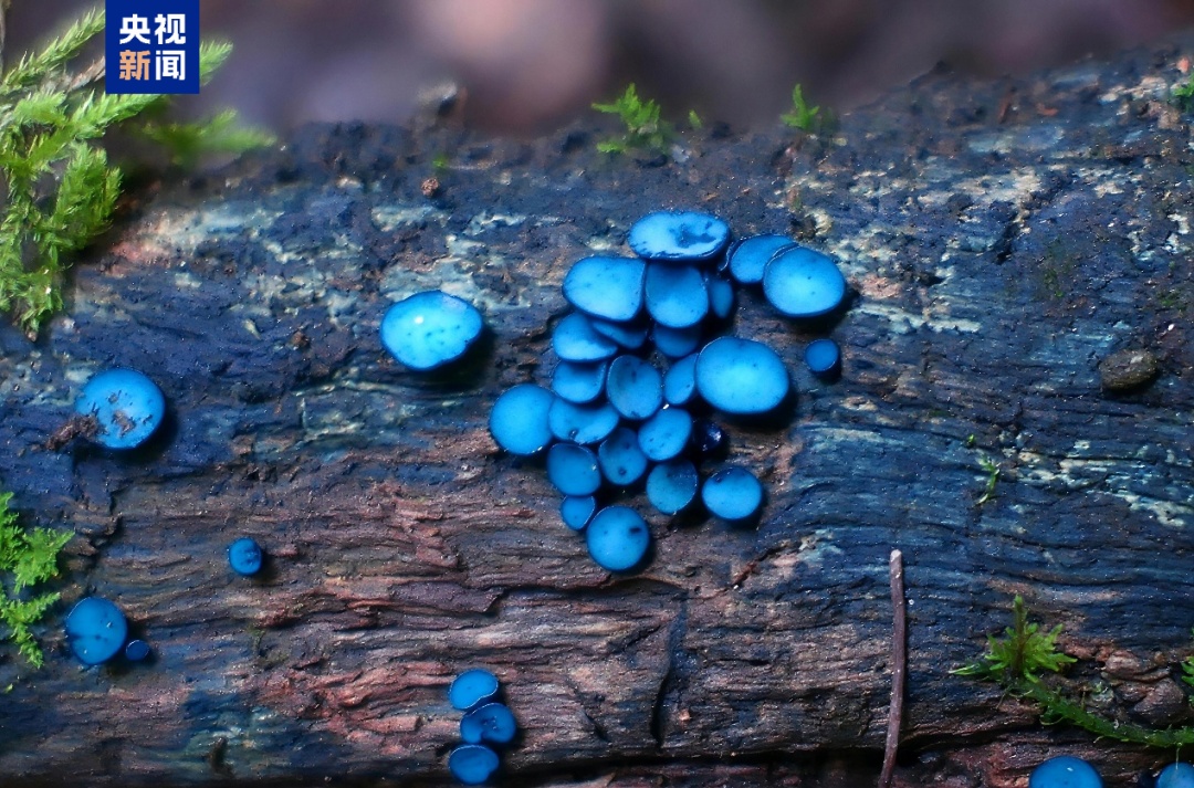 云南发现4个野生菌新物种!网友:可以吃吗? 云南发现4个野生菌新物种!网友:可以吃吗?