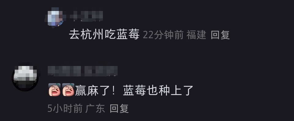 杭州绿化带里竟然种上了蓝莓！网友：能吃吗？