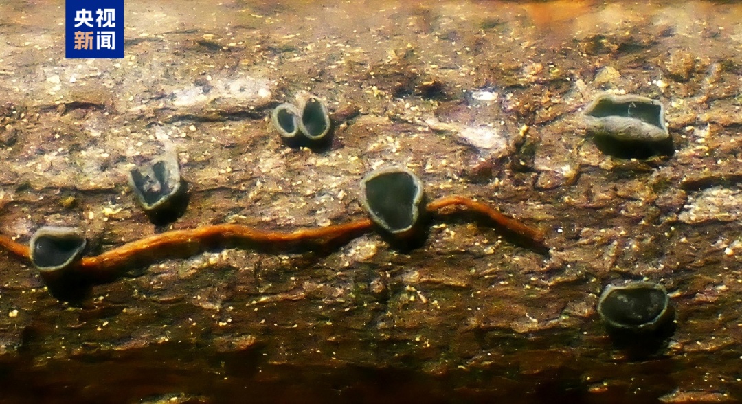 云南发现4个野生菌新物种!网友:可以吃吗? 云南发现4个野生菌新物种!网友:可以吃吗?