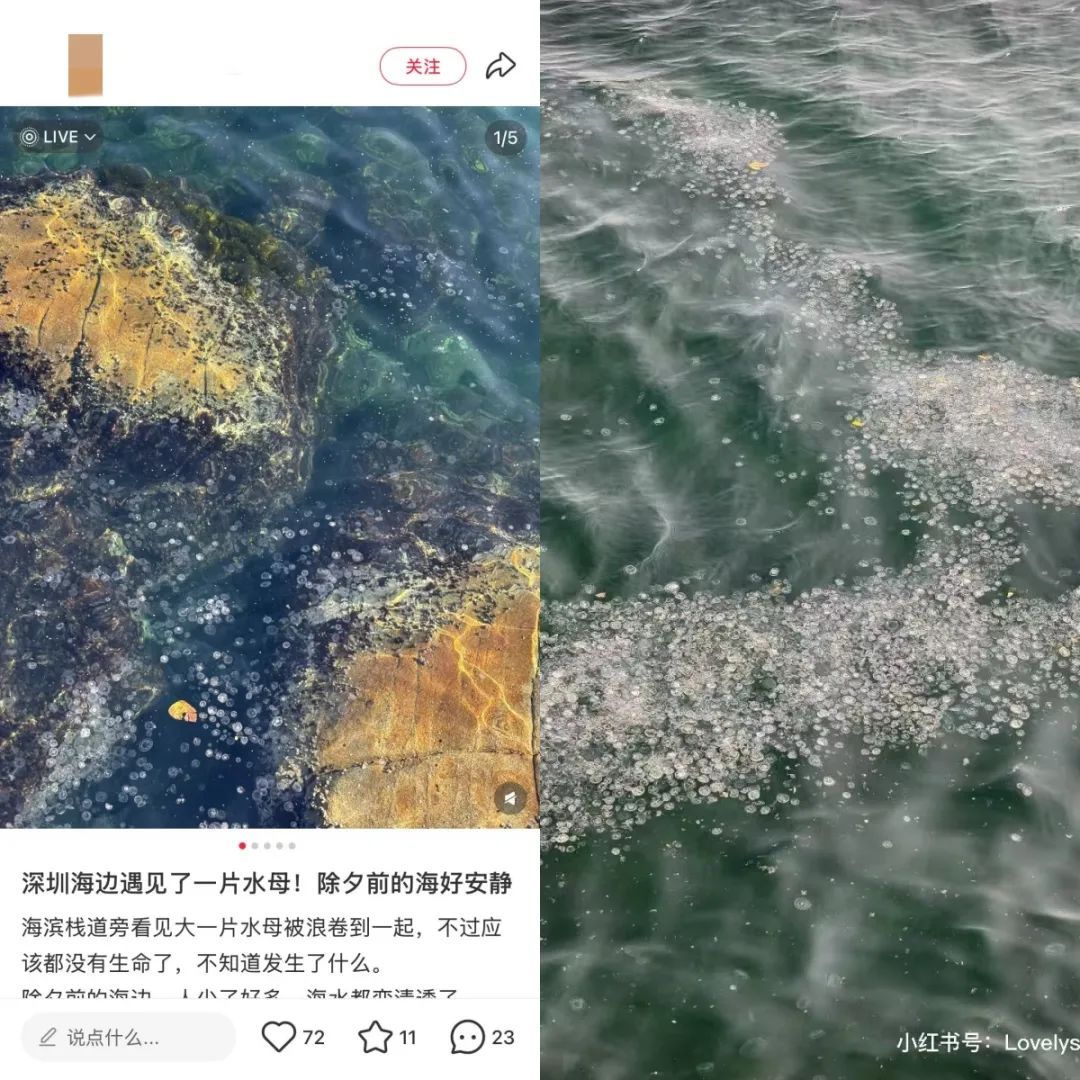 不要碰！已大面积出现，严重可致死！